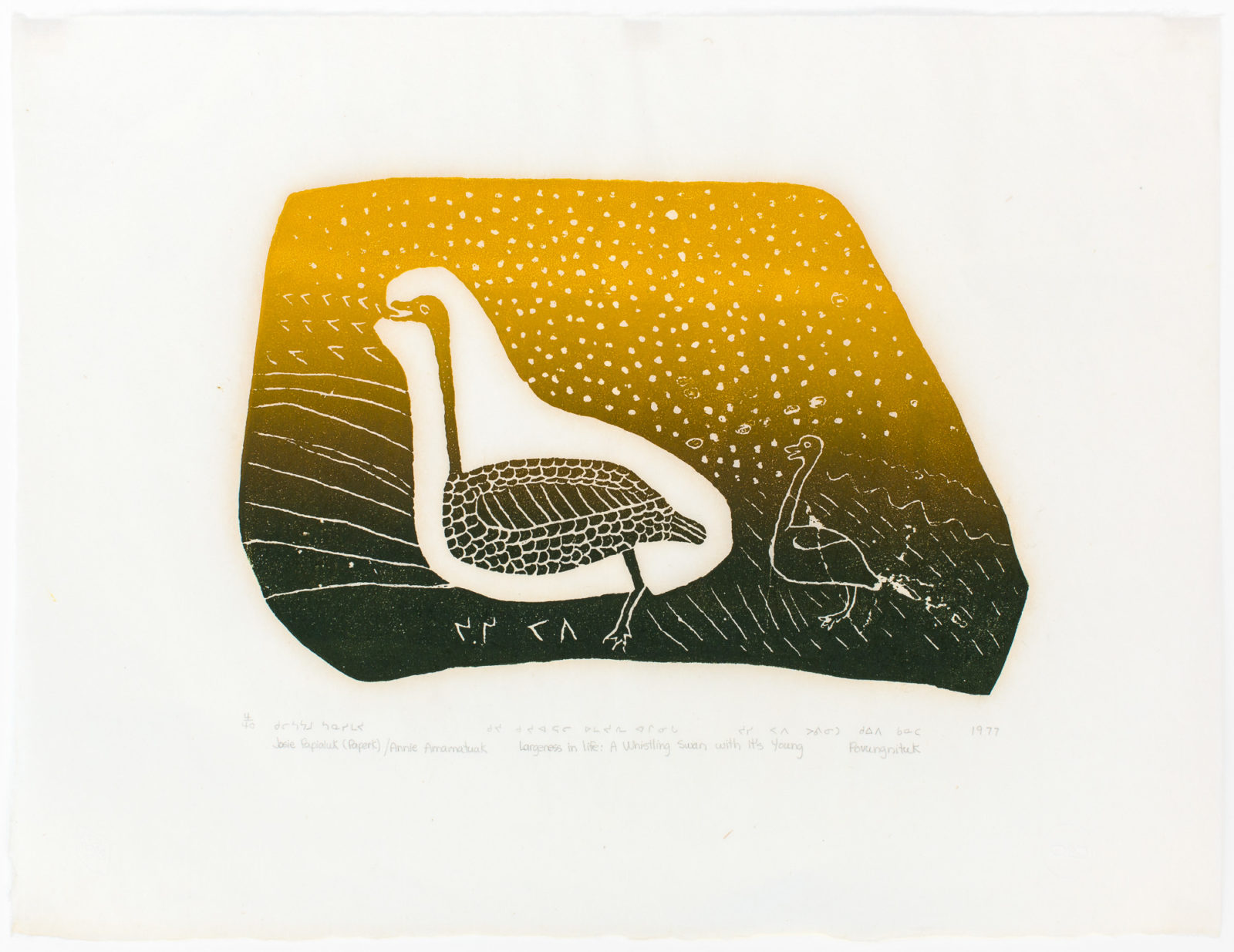 Josie Pamiutu Papialuk - Largeness In Life: A whistling Swan With It's Young,